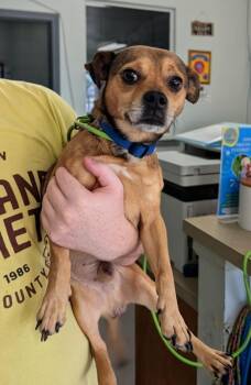 Chihuahua and Mixed Breed Dogs Available for Adoption in Kingsland, Georgia - Zuma | PetCurious