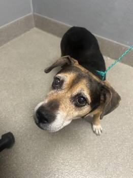WRIGLEY -  Beagle and Mixed Breed Dog for Adoption in Las Vegas, Nevada - WRIGLEY | PetCurious
