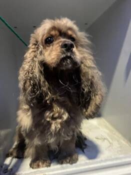 Rescue Cocker Spaniel Dogs for Adoption in Peoria, Illinois - OLLIE | PetCurious
