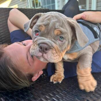 Midas -  English Bulldog Dog for Adoption in Huber Heights, Ohio - Midas | PetCurious
