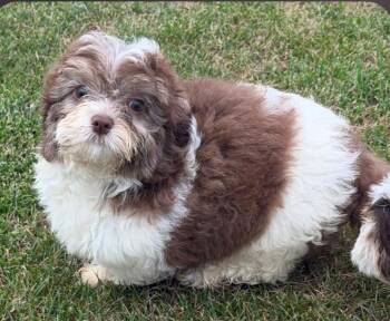 Simon -  Shih Poo Dog for Adoption in Liberty Center, Ohio - Simon | PetCurious