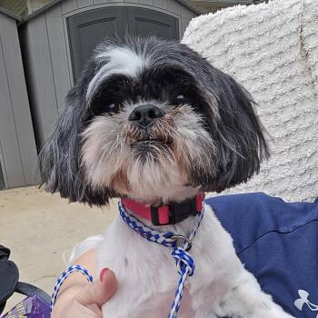 Shih Tzu Dogs Available for Adoption in Athens, Alabama - Dottie Moon | PetCurious