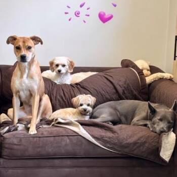 Rescue Mixed Breed Dogs for Adoption in Saratoga Springs, New York - Freddie | PetCurious