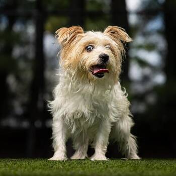 Bianca -  Terrier and Mixed Breed Dog for Adoption in Jupiter, Florida - Bianca | PetCurious