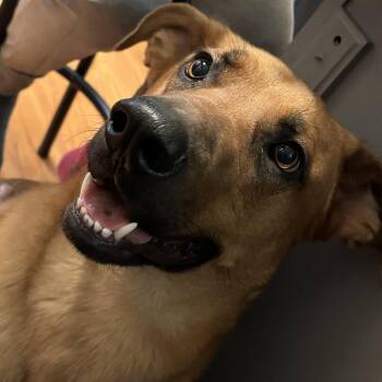 German Shepherd Dog Dogs Available for Adoption - Max | PetCurious