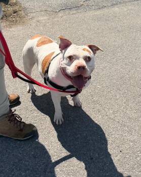 Mixed Breed Dogs Available for Adoption in Hyde Park, New York - Zerabi | PetCurious