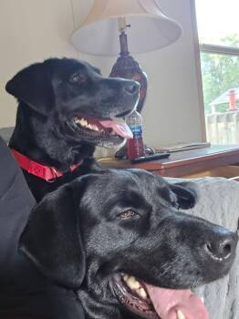 Labrador Retriever Dogs Available for Adoption in Elkton, Maryland - Cherry & Bailey (Bonded Pair) | PetCurious