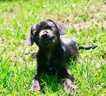 Rescue Mixed Breed Dogs for Adoption in Goldsboro, North Carolina - Rosemary | PetCurious