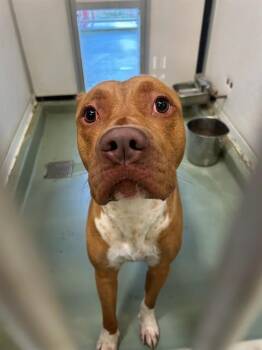 LEONARD -  Pit Bull Terrier Dog for Adoption in Riverside, California - LEONARD | PetCurious