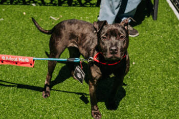 Rescue Mixed Breed Dogs for Adoption in West Chester, Pennsylvania - Destiny | PetCurious