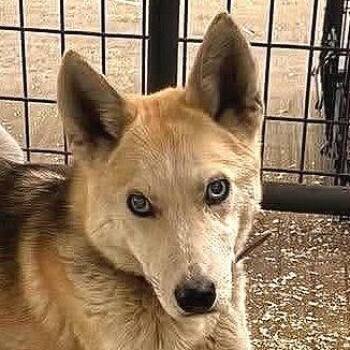 Betty -  Husky and Mixed Breed Dog for Adoption in Tonasket, Washington - Betty | PetCurious