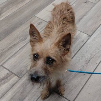 Rescue Wirehaired Terrier Dogs for Adoption in Henderson, Kentucky - Scrappy | PetCurious