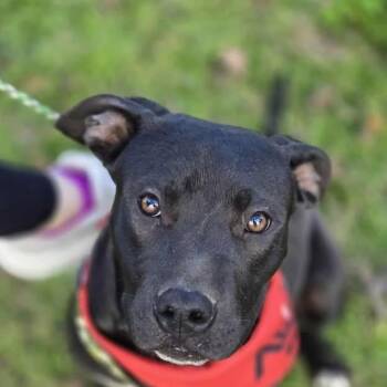 Black Labrador Retriever Dogs Available for Adoption - Bamm-Bamm (20260210-06) | PetCurious