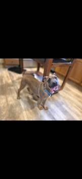 Shepherd Dogs Available for Adoption in New London, Wisconsin - Drago | PetCurious