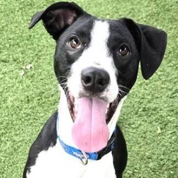 Rescue Terrier and Hound Dogs for Adoption in Palm Harbor, Florida - Titan | PetCurious