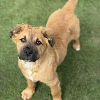 German Shepherd Dog and Labrador Retriever Dogs Available for Adoption - Peter | PetCurious