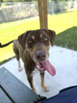 Nellie - 1 -  Hound and Mixed Breed Dog for Adoption in Daytona Beach, Florida - Nellie - 1 | PetCurious
