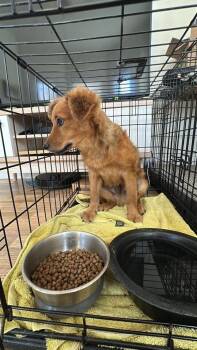 Shepherd Dogs Available for Adoption - Kodak (A1244099) | PetCurious