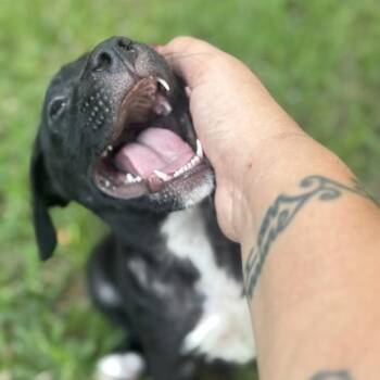 Keith -  Pit Bull Terrier Dog for Adoption in Houston, Texas - Keith | PetCurious