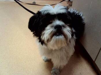 CURIOUS GEORGE -  Terrier and Mixed Breed Dog for Adoption in Martinez, California - CURIOUS GEORGE | PetCurious