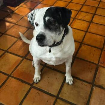 Cookie -  Pit Bull Terrier and Mixed Breed Dog for Adoption in Wadena, Minnesota - Cookie | PetCurious