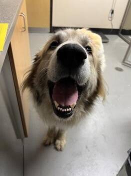 Rescue Mixed Breed Dogs for Adoption in Bellingham, Washington - Lenora | PetCurious