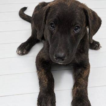 BOWIE -  Labrador Retriever and Mixed Breed Dog for Adoption in Waterford, New Jersey - BOWIE | PetCurious