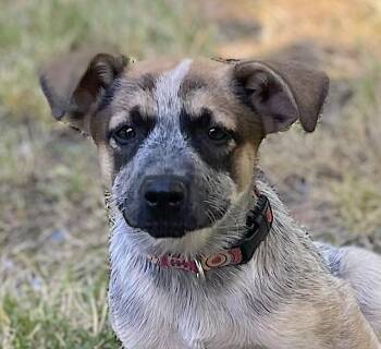 Pebbles -  Australian Cattle Dog Blue Heeler Dog for Adoption in Bedford, Virginia - Pebbles | PetCurious