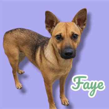 Faye -  German Shepherd Dog and Mixed Breed Dog for Adoption in Scottsdale, Arizona - Faye | PetCurious