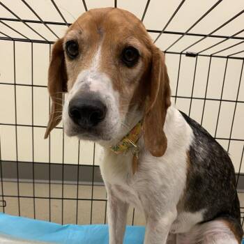 Katie -  Hound Dog for Adoption in Lynchburg, Virginia - Katie | PetCurious