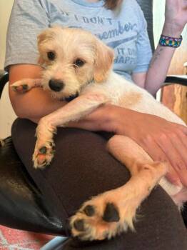 Sandy -  Terrier and Mixed Breed Dog for Adoption in Columbia, Illinois - Sandy | PetCurious