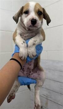 JUNIO -  Pit Bull Terrier and Mixed Breed Dog for Adoption in San Bernardino, California - JUNIO | PetCurious