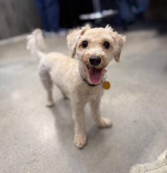 Kyomi -  Poodle Dog for Adoption in New Rochelle, New York - Kyomi | PetCurious