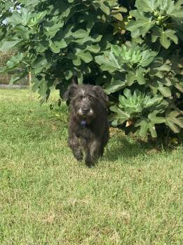 Chrissy -  Terrier Dog for Adoption in Columbia, Maryland - Chrissy | PetCurious
