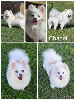 Chanel -  Pomeranian Dog for Adoption in Enterprise, Alabama - Chanel | PetCurious
