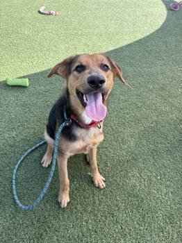 Kelp -  German Shepherd Dog Dog for Adoption in Cleveland, Ohio - Kelp | PetCurious