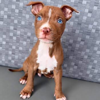 Tigger -  Mixed Breed Dog for Adoption in Las Vegas, Nevada - Tigger | PetCurious