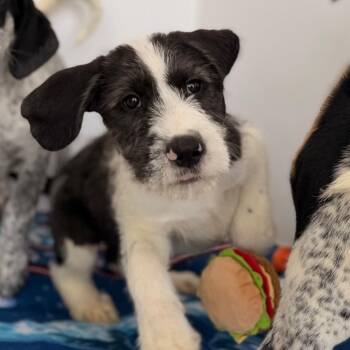 Bluetick Coonhound and German Shorthaired Pointer Dogs Available for Adoption in Green Bay, Wisconsin - Gunner | PetCurious