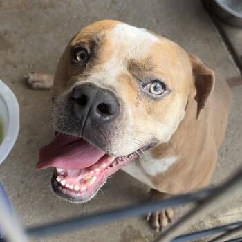 Bubba -  Staffordshire Bull Terrier Dog for Adoption in Lake Jackson, Texas - Bubba | PetCurious