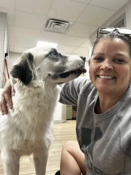 Great Pyrenees Dogs Available for Adoption - Rosebud | PetCurious