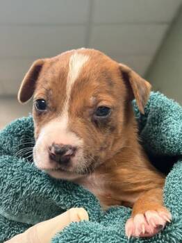 CREPE MYRTLE -  Mixed Breed Dog for Adoption in Jacksonville, Florida - CREPE MYRTLE | PetCurious