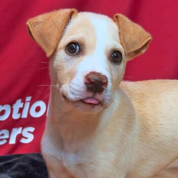 Garth Brooks -  Mixed Breed Dog for Adoption in Leander, Texas - Garth Brooks | PetCurious
