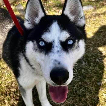Husky Dogs Available for Adoption - Ranger- #50538 | PetCurious