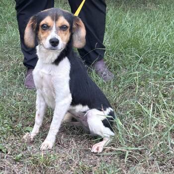 Sour Patch -  Jack Russell Terrier and Mixed Breed Dog for Adoption in Clanton, Alabama - Sour Patch | PetCurious