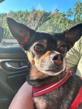 Pinky -  Chihuahua Dog for Adoption in Coarsegold, California - Pinky | PetCurious