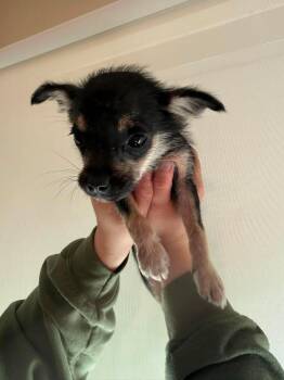 Bo Peep -  Mixed Breed Dog for Adoption in Athens, Ontario - Bo Peep | PetCurious