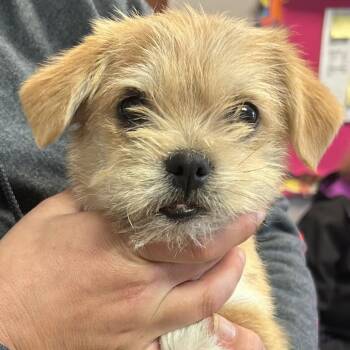 Mixed Breed and Terrier Dogs Available for Adoption - Benji | PetCurious