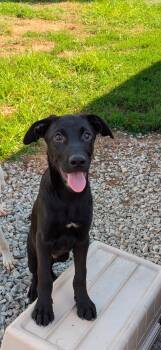 Huxley -  Labrador Retriever Dog for Adoption in Lexington, Kentucky - Huxley | PetCurious