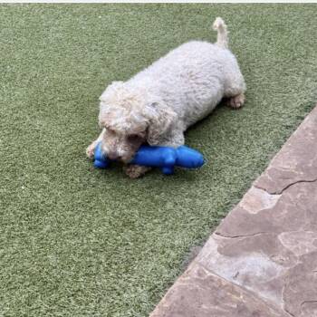 Cockapoo Dogs Available for Adoption in Houston, Texas - ESSEX | PetCurious