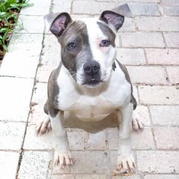 Pit Bull Terrier Dogs Available for Adoption in St. Louis, Missouri - AGNES | PetCurious